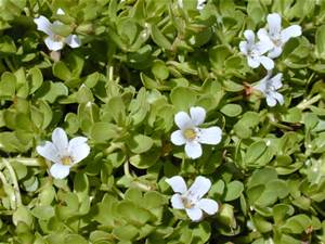 Bacopa