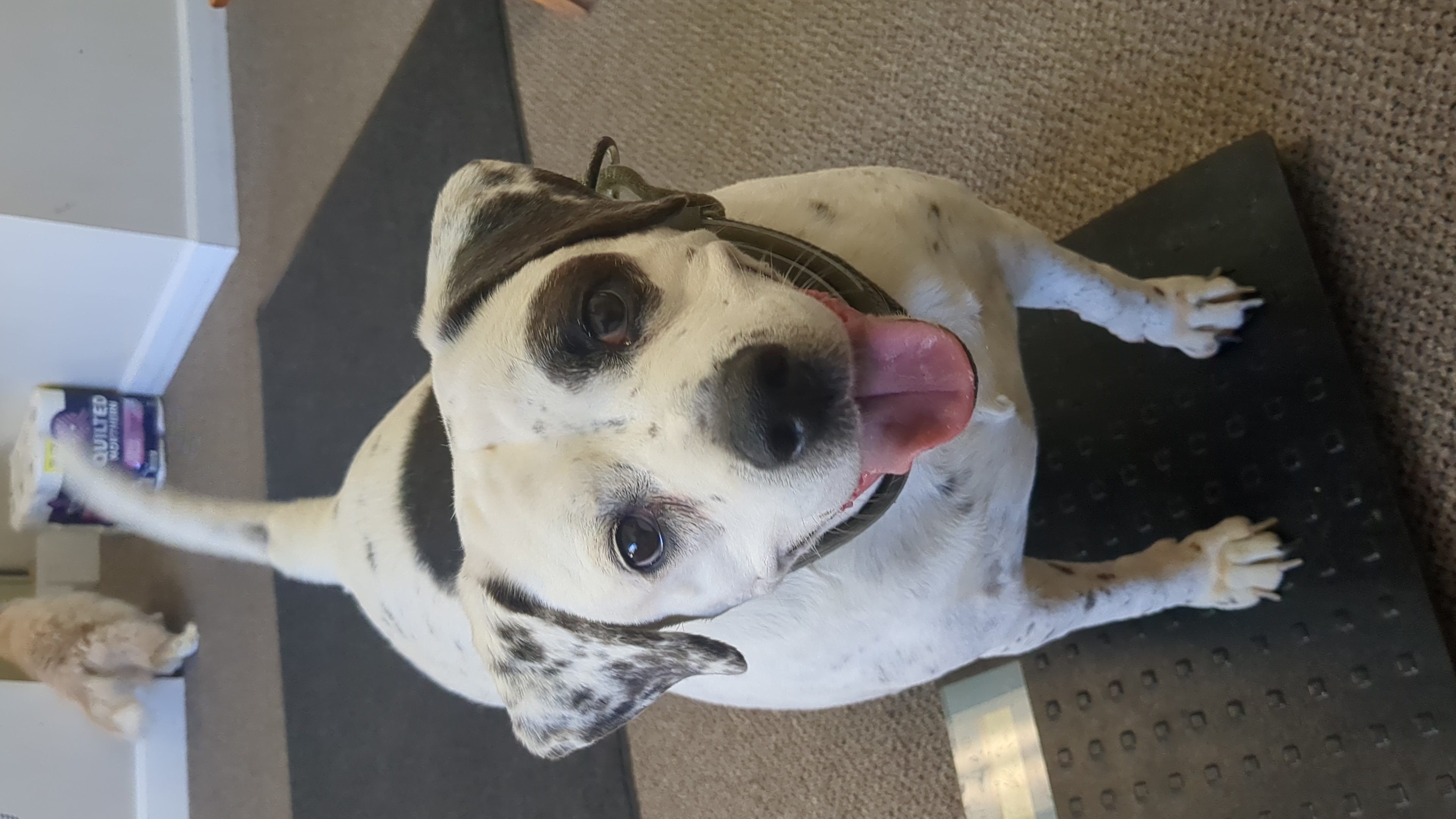 Happy dog patient at Holistic Veterinary Consultants