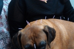 patient with seizures getting acupuncture